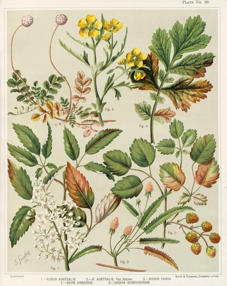 Maalaus 1 Rubus australis 2 Rubus australis var. glaber 3 Rubus parva 4 Geum urbanum 5 Acaena sanguisorba - Sarah Featon |...