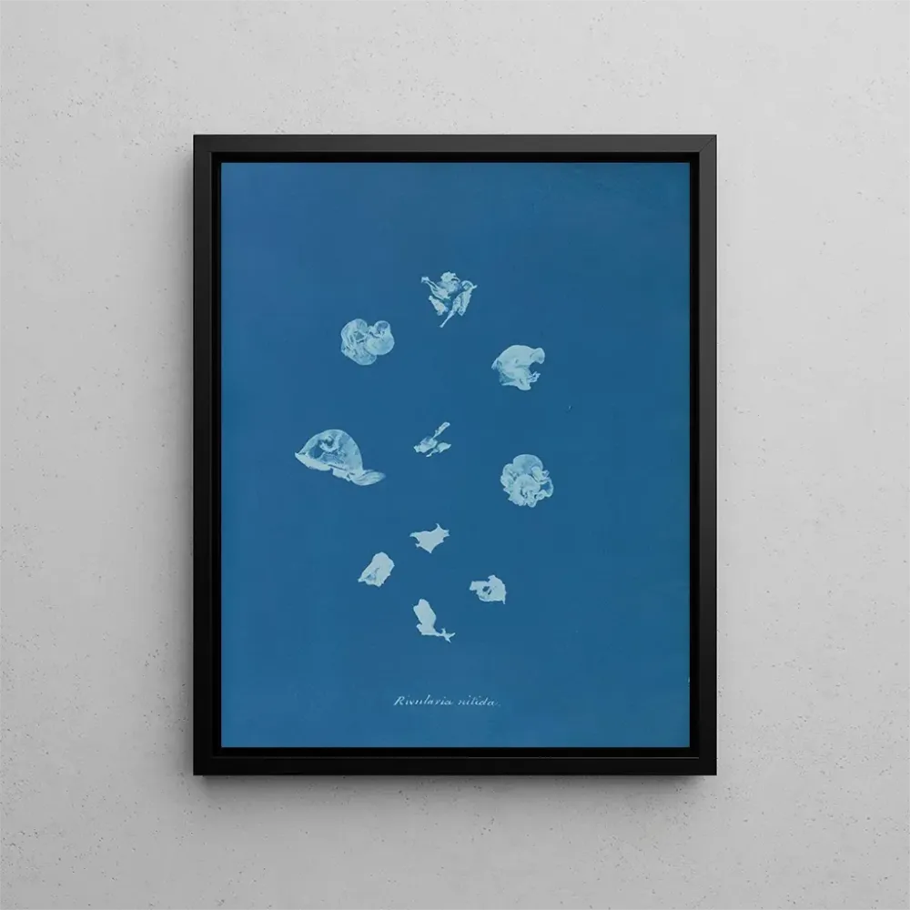 Maalaus Ruisseaux brillants - Anna Atkins | Taidetuloste