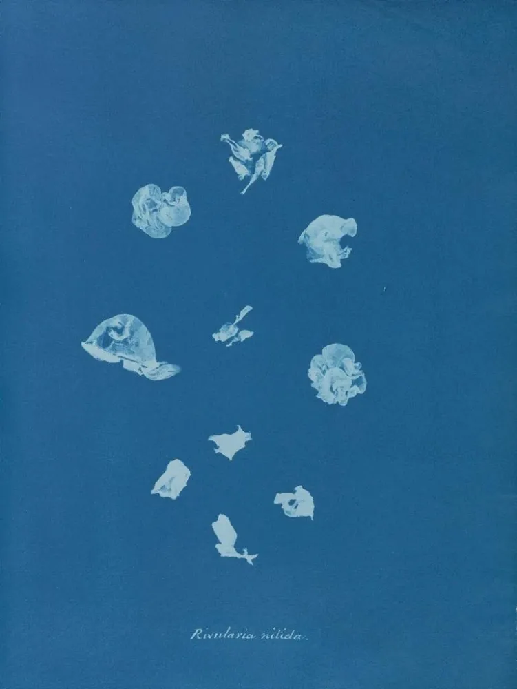 Maalaus Ruisseaux brillants - Anna Atkins | Taidetuloste