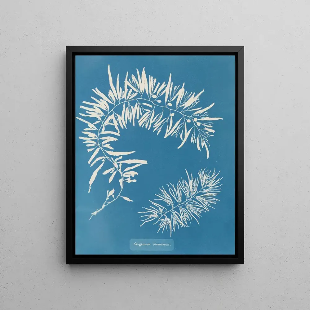 Maalaus Sargasses plumeuses - Anna Atkins | Taidetuloste