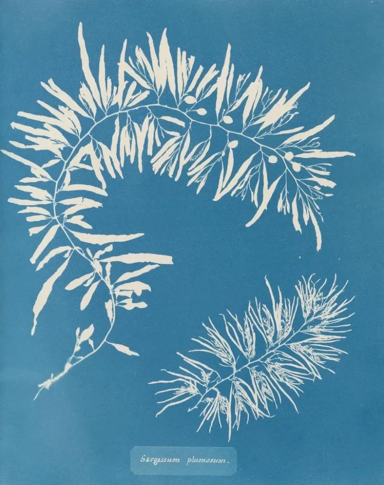 Maalaus Sargasses plumeuses - Anna Atkins | Taidetuloste