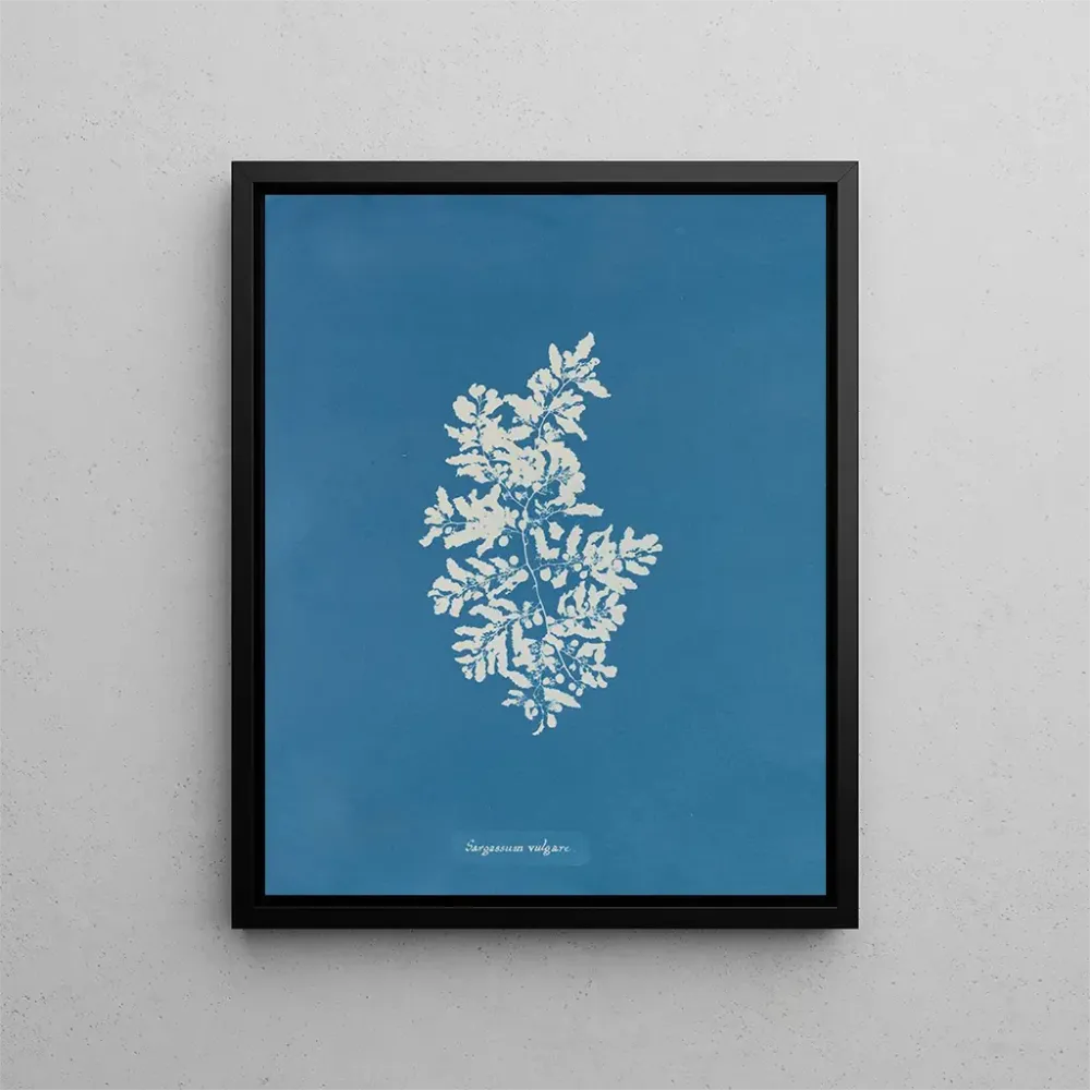 Maalaus Sargasses vulgaires - Anna Atkins | Taidetuloste