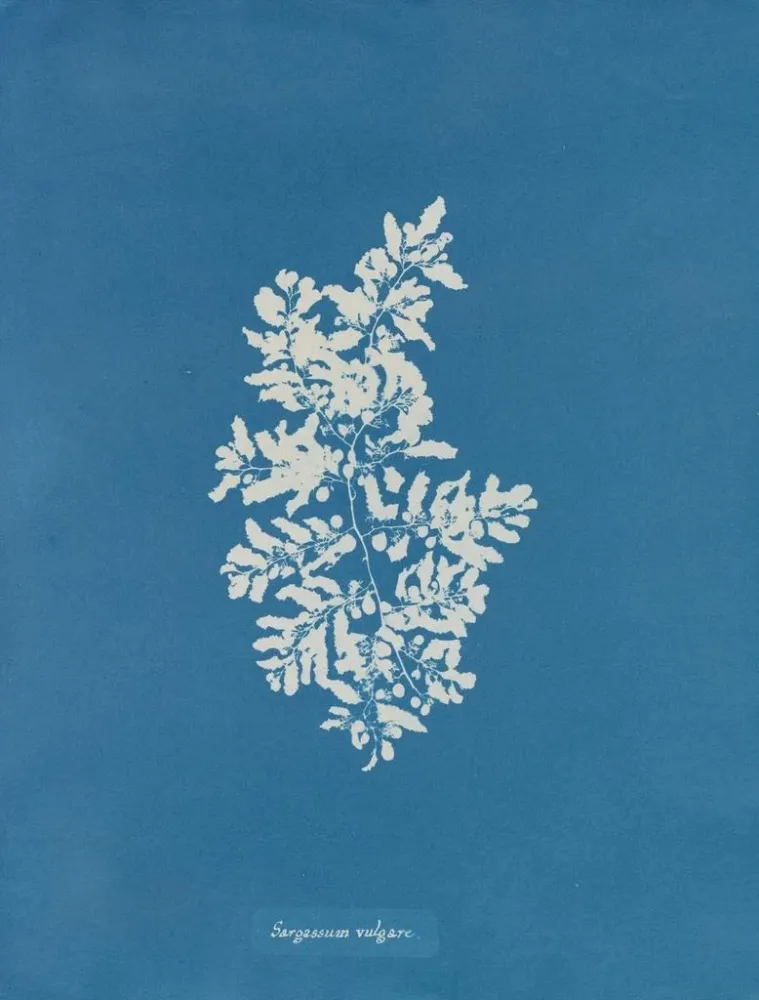 Maalaus Sargasses vulgaires - Anna Atkins | Taidetuloste