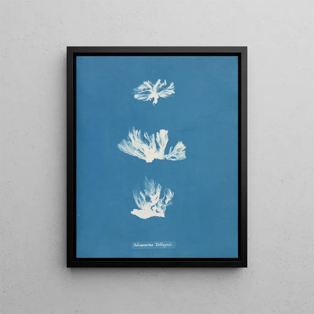 Maalaus Schizonema dillwynii - Anna Atkins | Taidetuloste