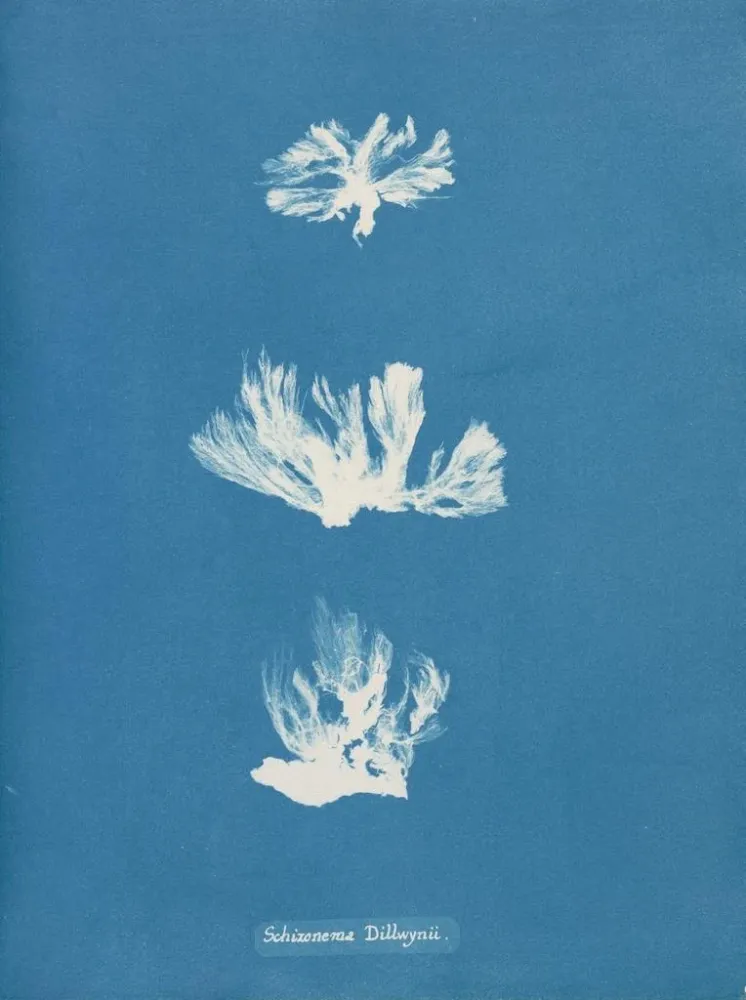 Maalaus Schizonema dillwynii - Anna Atkins | Taidetuloste