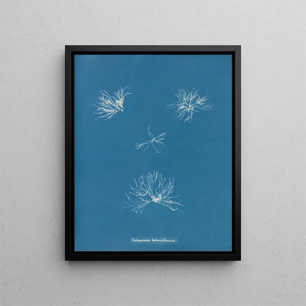 Maalaus Schizonema helminthosum - Anna Atkins | Taidetuloste