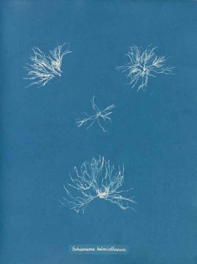 Maalaus Schizonema helminthosum - Anna Atkins | Taidetuloste