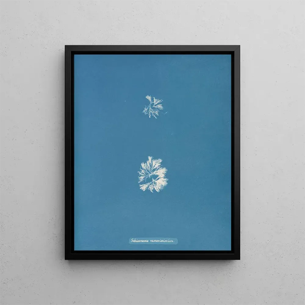 Maalaus Schizonema le plus ramifié - Anna Atkins | Taidetuloste