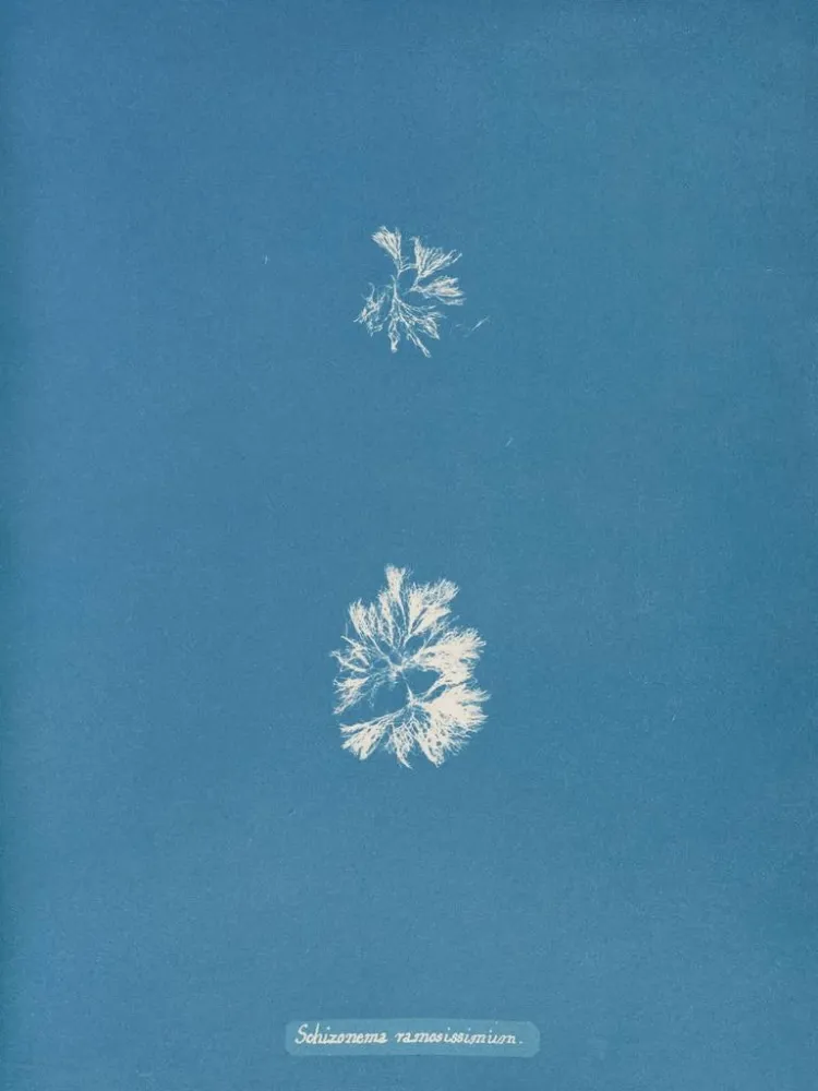Maalaus Schizonema le plus ramifié - Anna Atkins | Taidetuloste