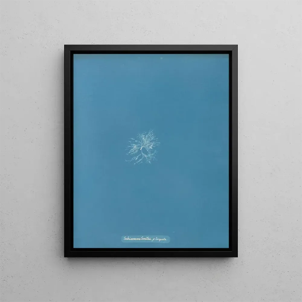 Maalaus Schizonema Smithii - Anna Atkins | Taidetuloste