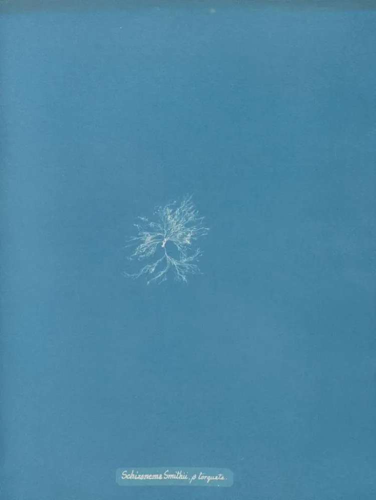 Maalaus Schizonema Smithii - Anna Atkins | Taidetuloste