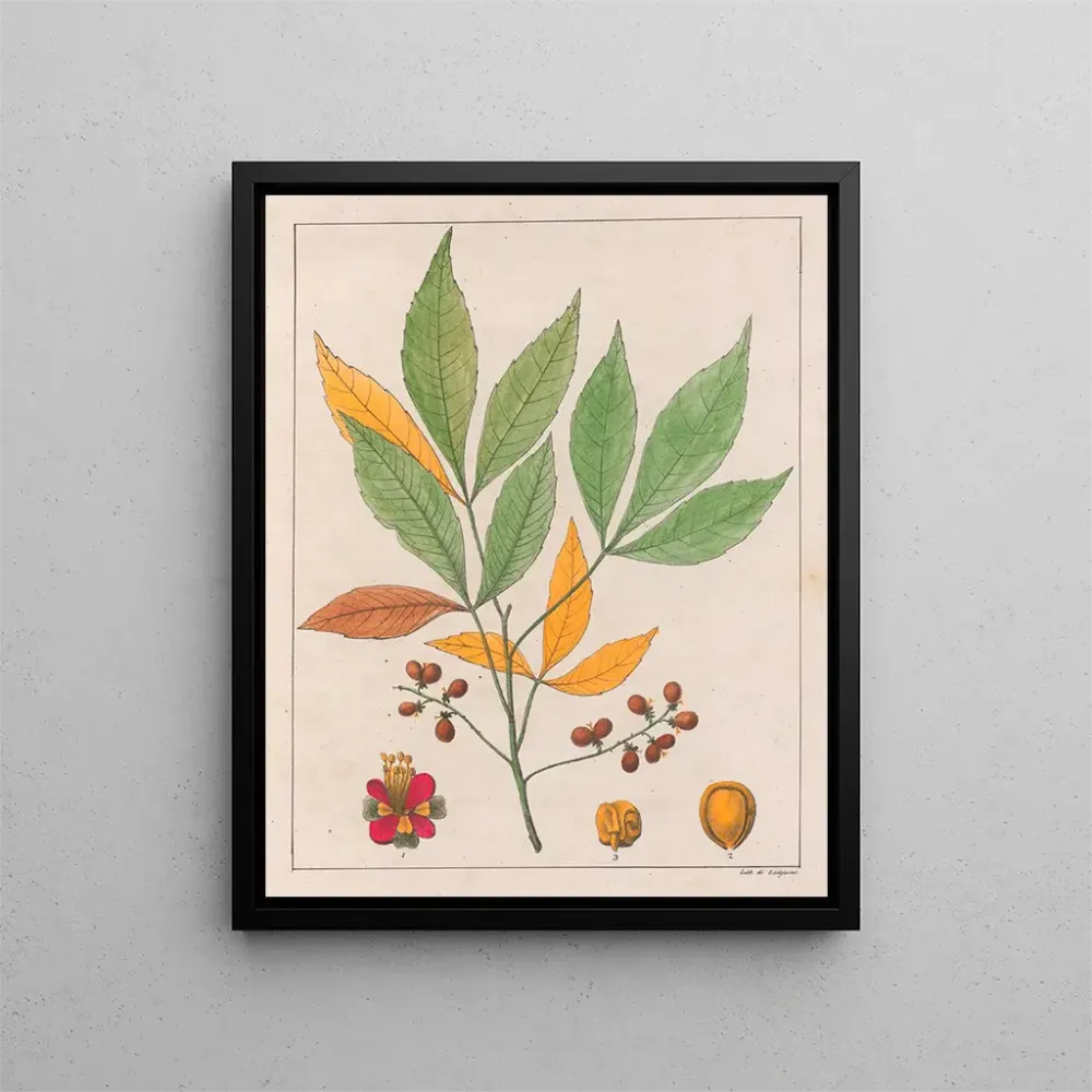 Maalaus Schmidelia edulis - Auguste de Saint-Hilaire | Taidetuloste