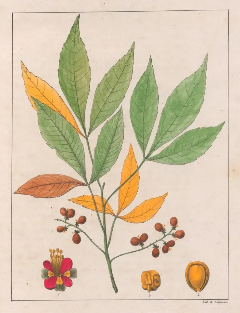 Maalaus Schmidelia edulis - Auguste de Saint-Hilaire | Taidetuloste