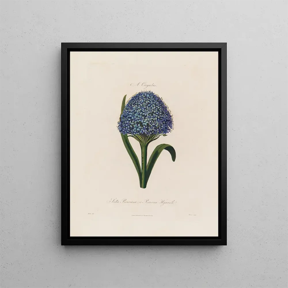 Maalaus Scilla peruviana ou hyacinthe du Pérou - Robert John Thornton | Taidetuloste