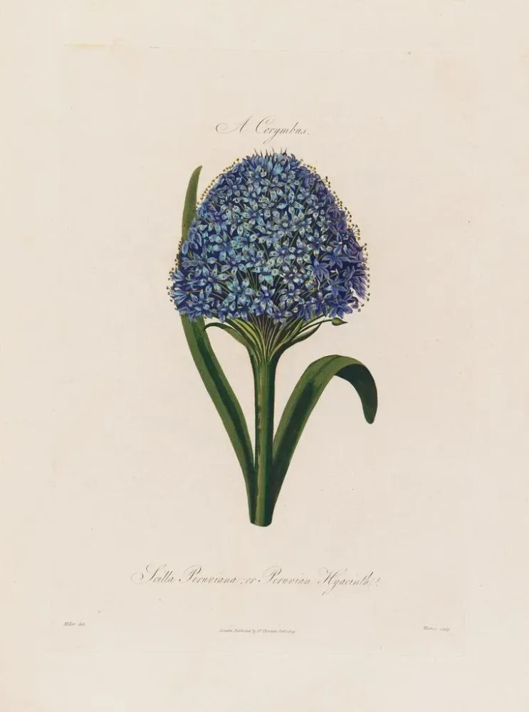 Maalaus Scilla peruviana ou hyacinthe du Pérou - Robert John Thornton | Taidetuloste