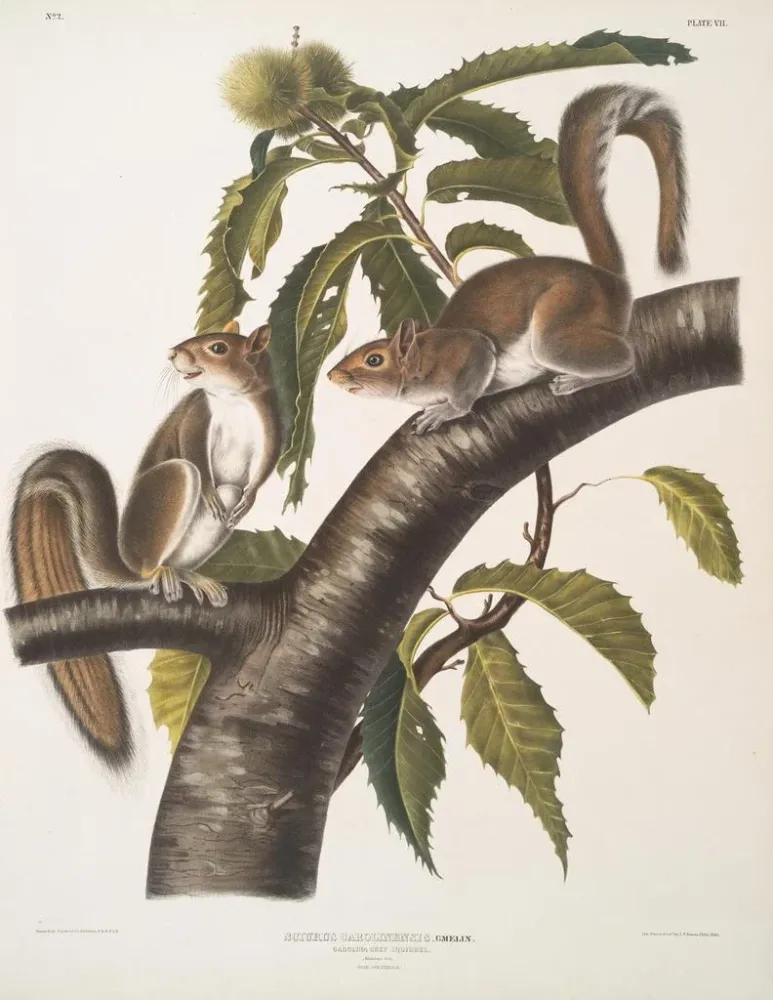 Maalaus Sciurus carolinensis, écureuil gris de Caroline, taille naturelle, mâle et femelle - John Woodhouse Audubon | Taid...
