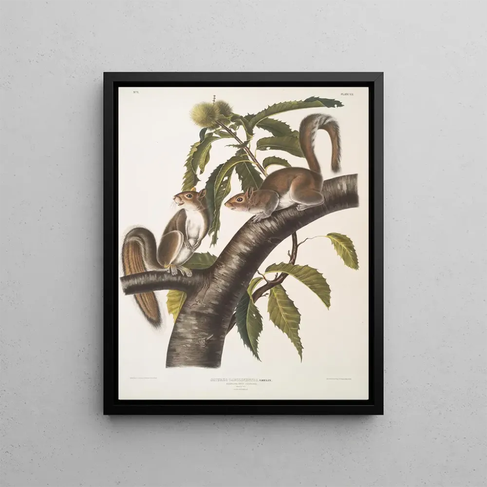Maalaus Sciurus carolinensis, écureuil gris de Caroline, taille naturelle, mâle et femelle - John Woodhouse Audubon | Taid...
