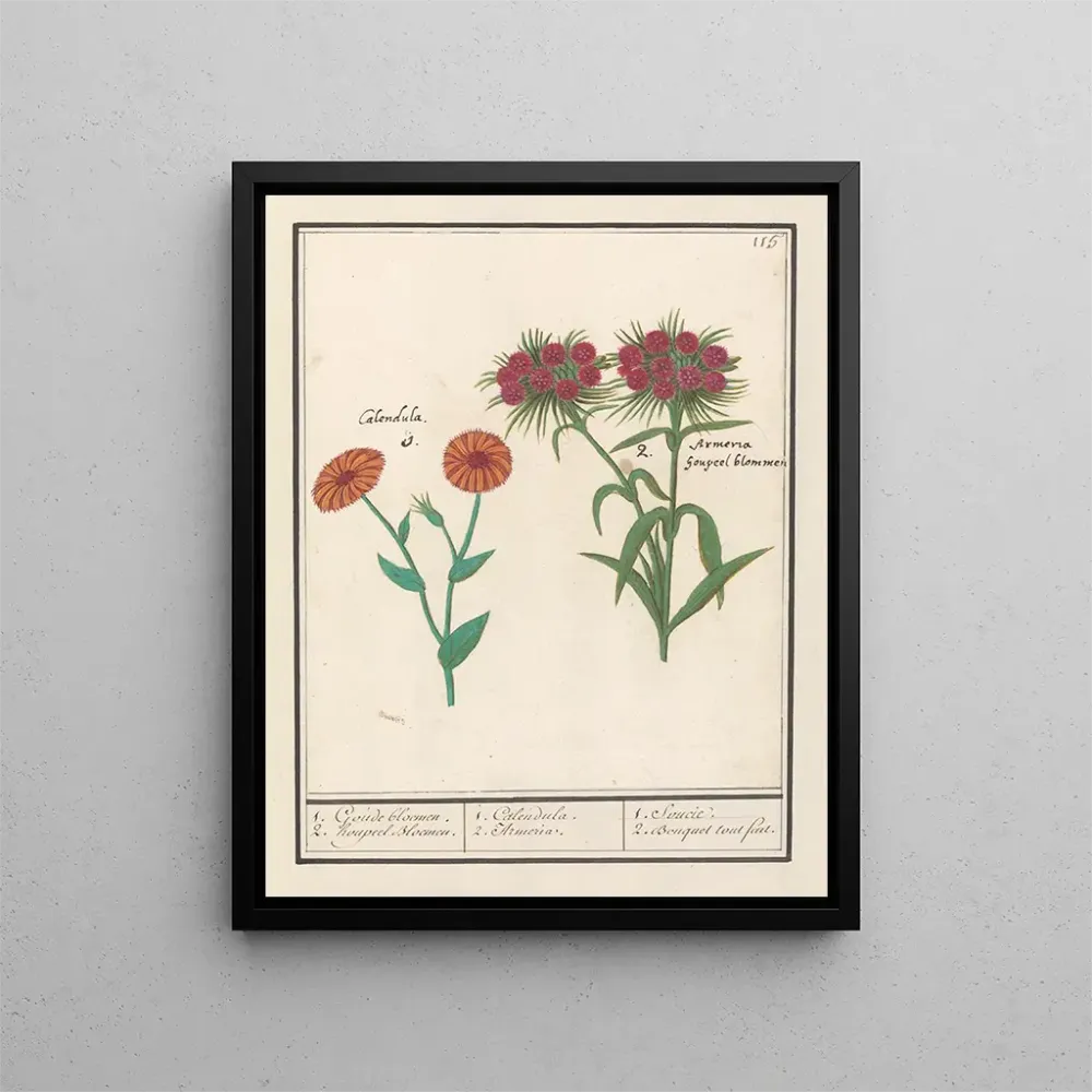 Maalaus Souci Calendula ja runoilijan neilikkä Dianthus barbatus 1 kultaista kukkaa 2 kukkaa houppeel - Anselmus Botius de...