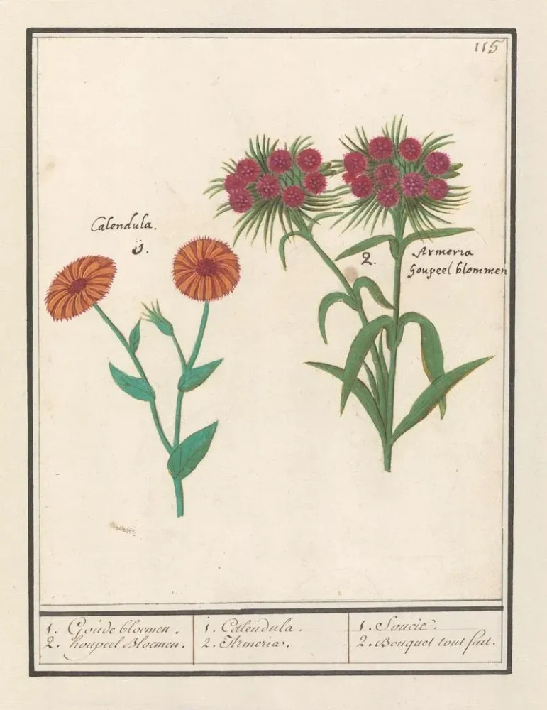 Maalaus Souci Calendula ja runoilijan neilikkä Dianthus barbatus 1 kultaista kukkaa 2 kukkaa houppeel - Anselmus Botius de...