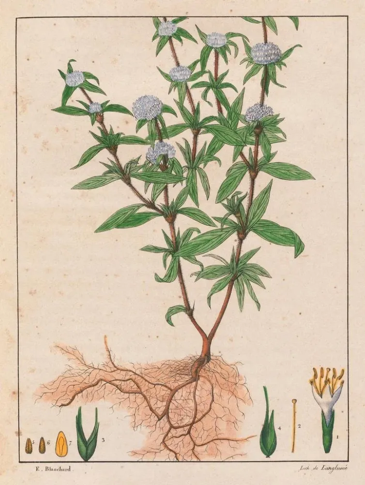 Maalaus Spermacoce ferruginea - Auguste de Saint-Hilaire | Taidetuloste