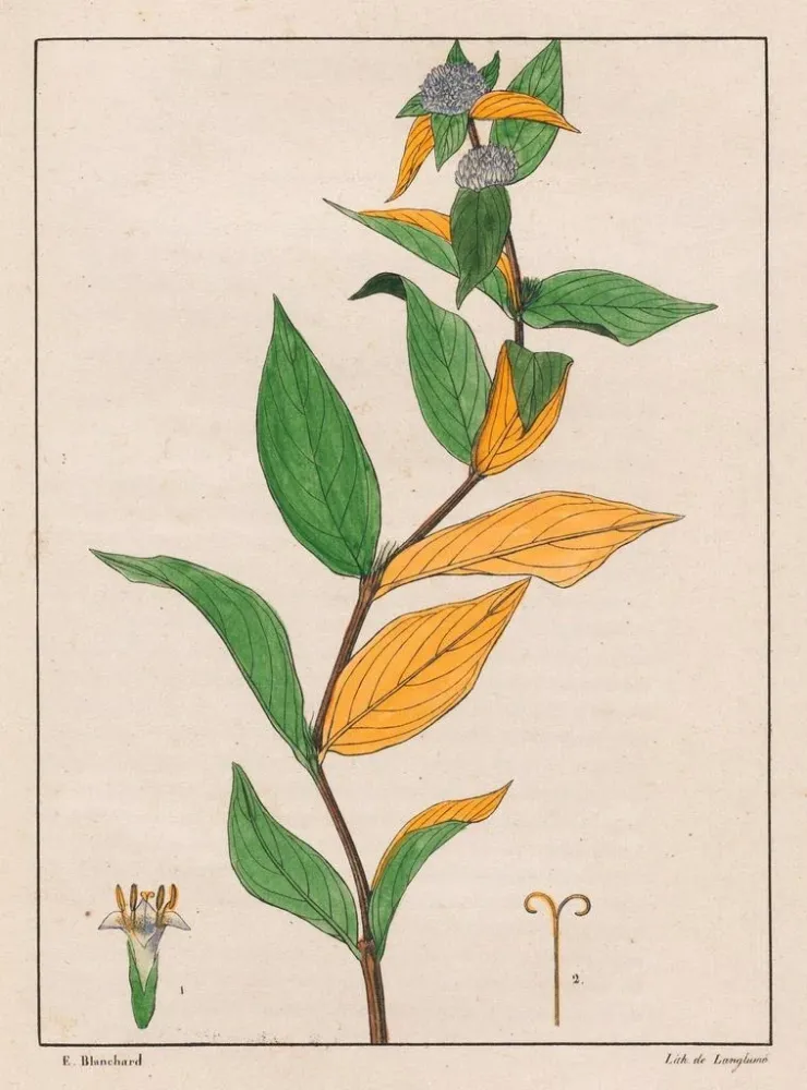 Maalaus Spermacoce poaya - Auguste de Saint-Hilaire | Taidetuloste
