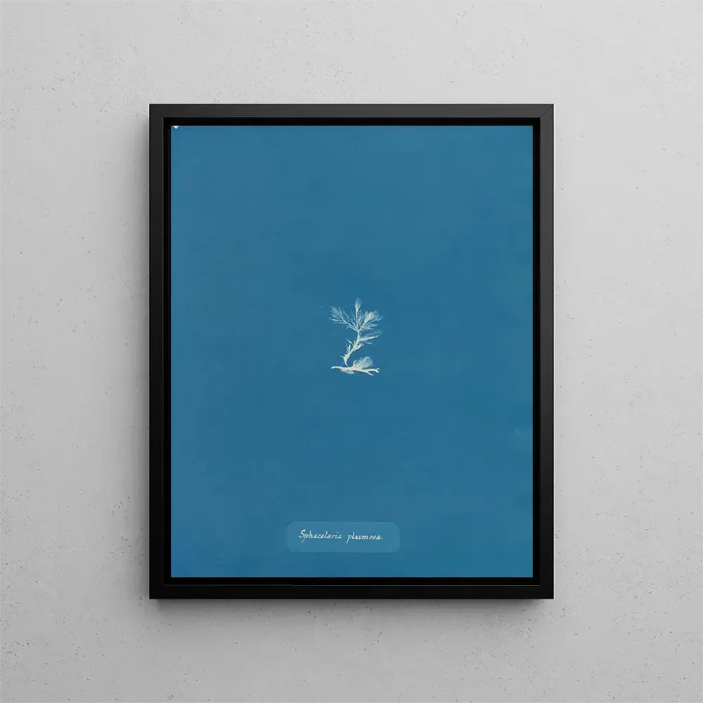 Maalaus Sphacelaria plumosa - Anna Atkins | Taidetuloste