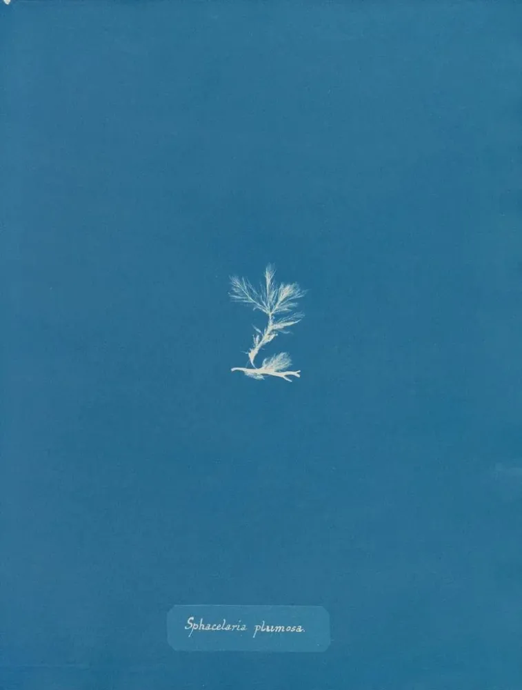Maalaus Sphacelaria plumosa - Anna Atkins | Taidetuloste