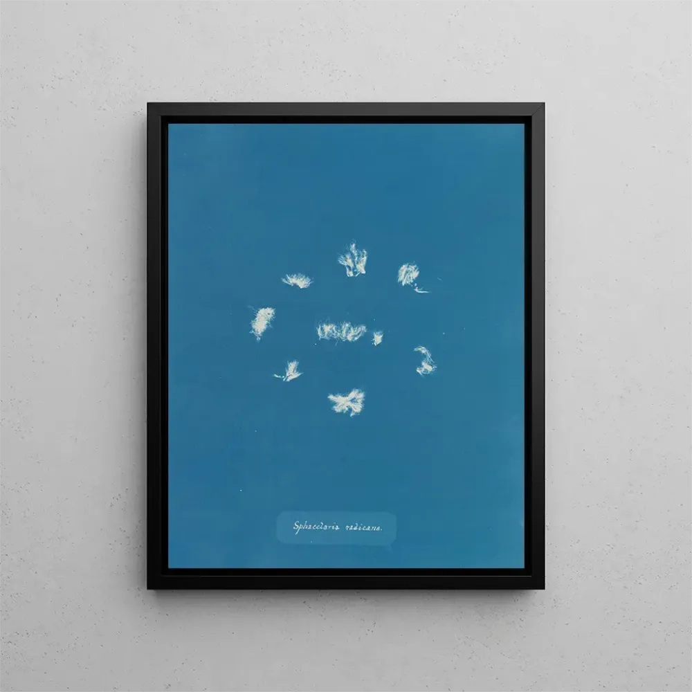 Maalaus Sphacelaria radicans - Anna Atkins | Taidetuloste