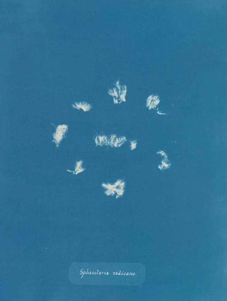 Maalaus Sphacelaria radicans - Anna Atkins | Taidetuloste