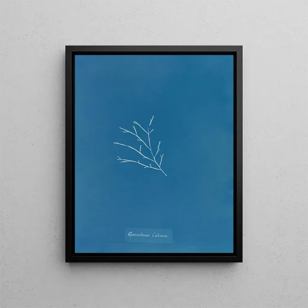 Maalaus Sporochnus cabrer - Anna Atkins | Taidetuloste