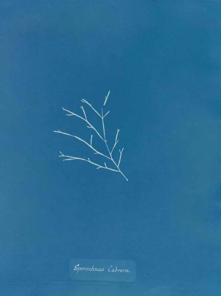 Maalaus Sporochnus cabrer - Anna Atkins | Taidetuloste
