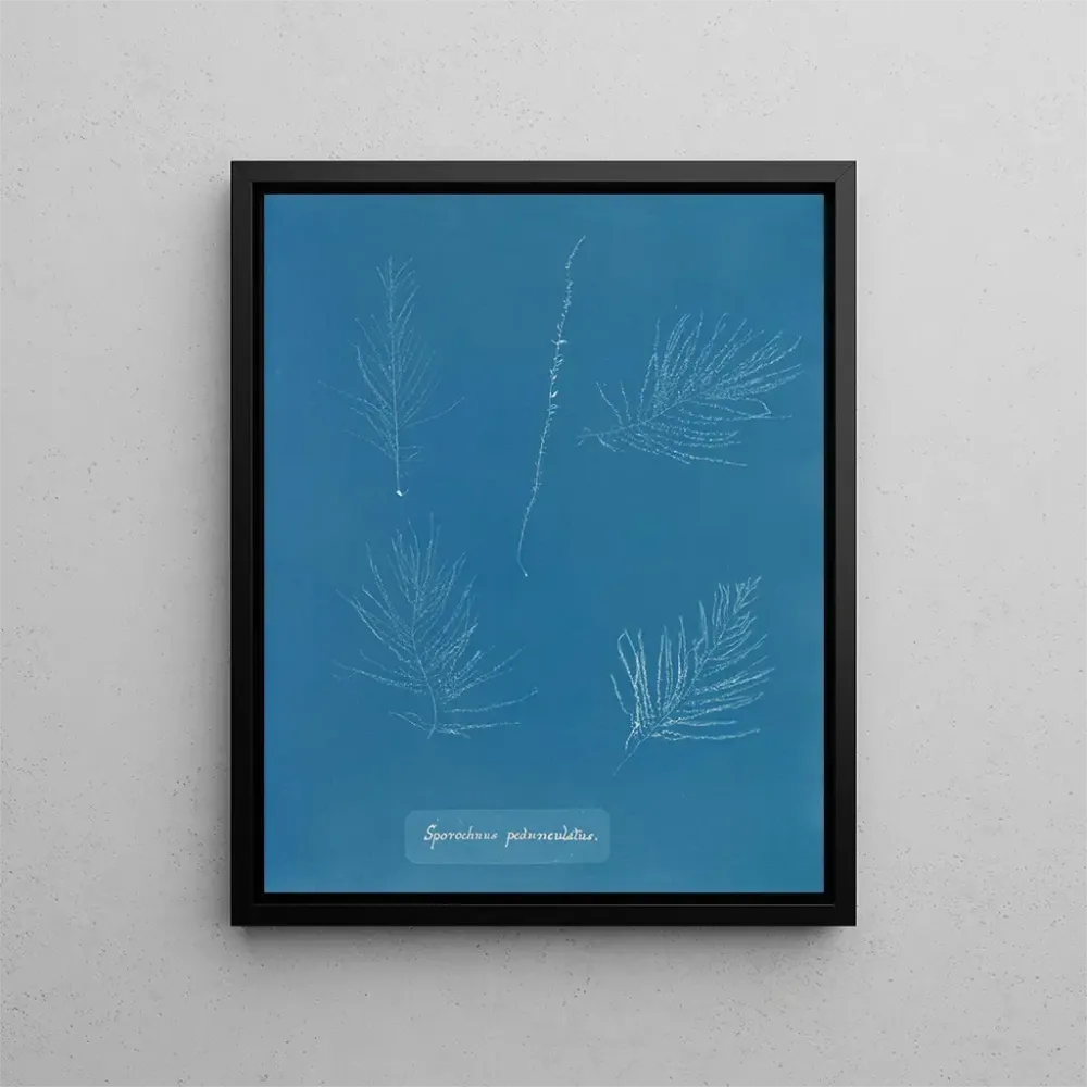 Maalaus Sporochnus pedunculatus - Anna Atkins | Taidetuloste