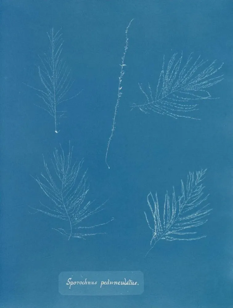 Maalaus Sporochnus pedunculatus - Anna Atkins | Taidetuloste