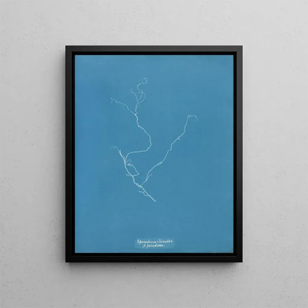 Maalaus Sporochnus rhizodes - Anna Atkins | Taidetuloste