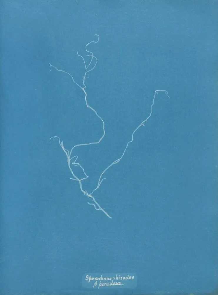 Maalaus Sporochnus rhizodes - Anna Atkins | Taidetuloste