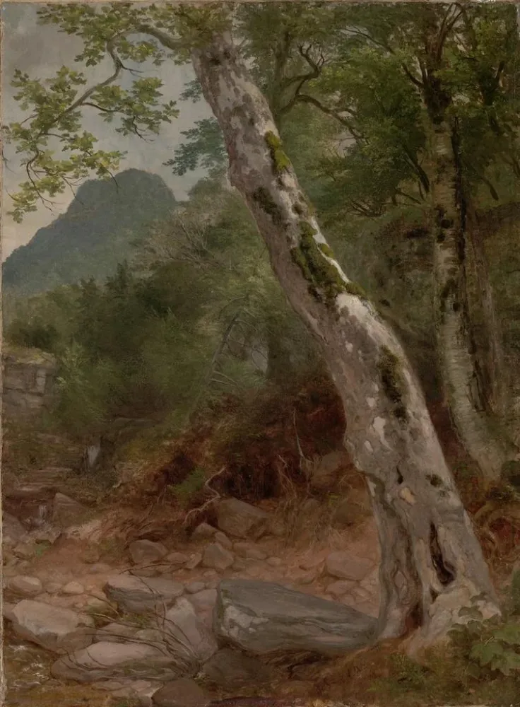 Maalaus Un sycomore Plaaterkill Clove Le sycomore Kaaterskill Clove - Asher Brown Durand | Taidetuloste