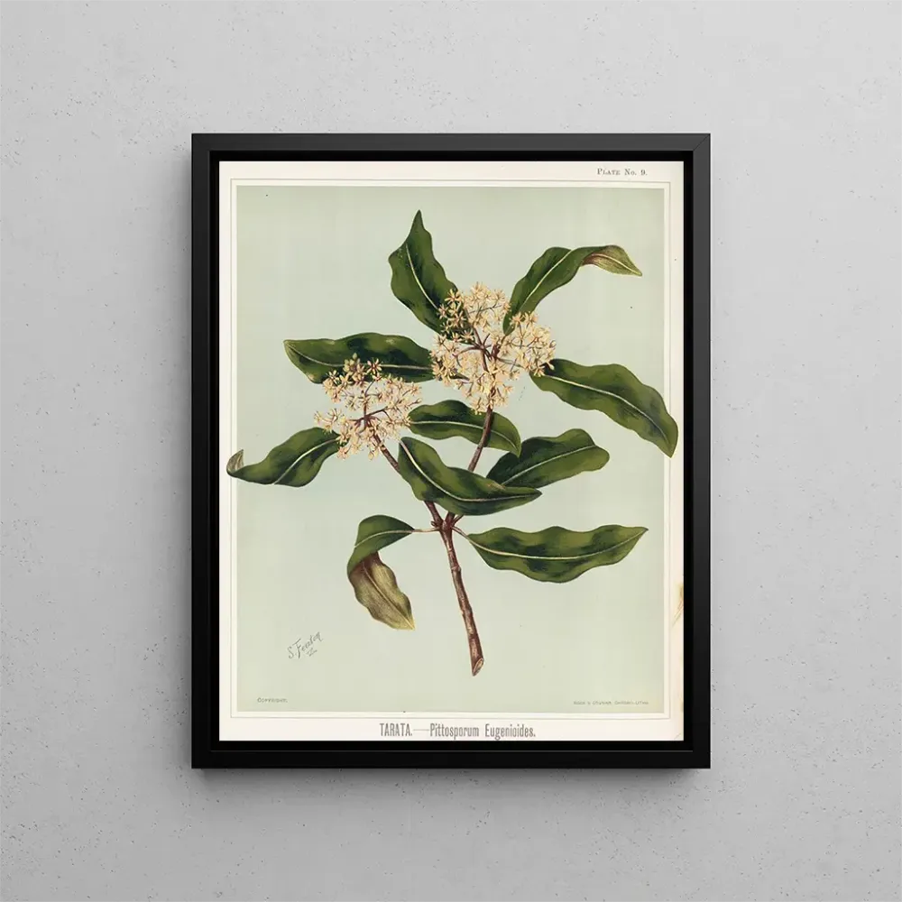 Maalaus Tarata Pittosporum eugenioides, Lehtiö 9 - Sarah Featon | Taidetuloste