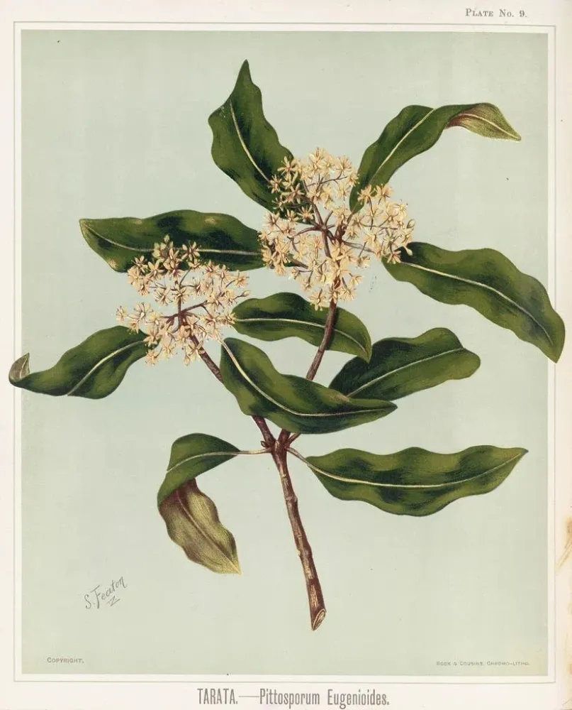Maalaus Tarata Pittosporum eugenioides, Lehtiö 9 - Sarah Featon | Taidetuloste