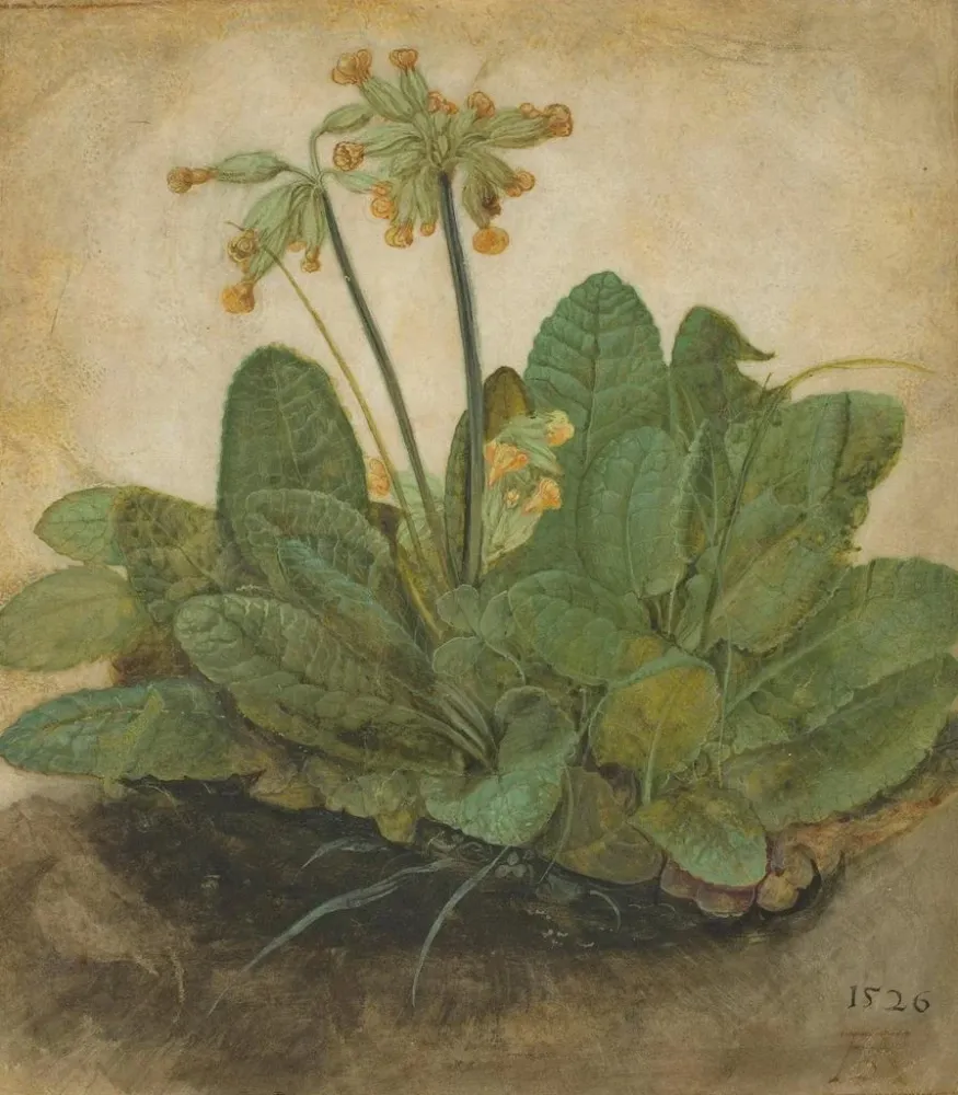 Maalaus Touffe de primevères - Albrecht Dürer | Taidetuloste