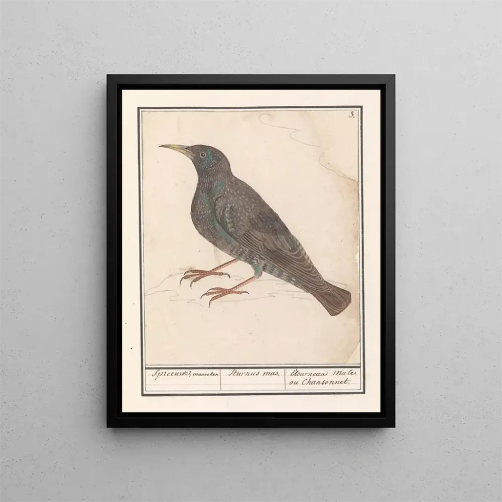 Maalaus Étourneau sansonnet Sturnus vulgaris - Anselmus Botius de Boodt | Taidetuloste