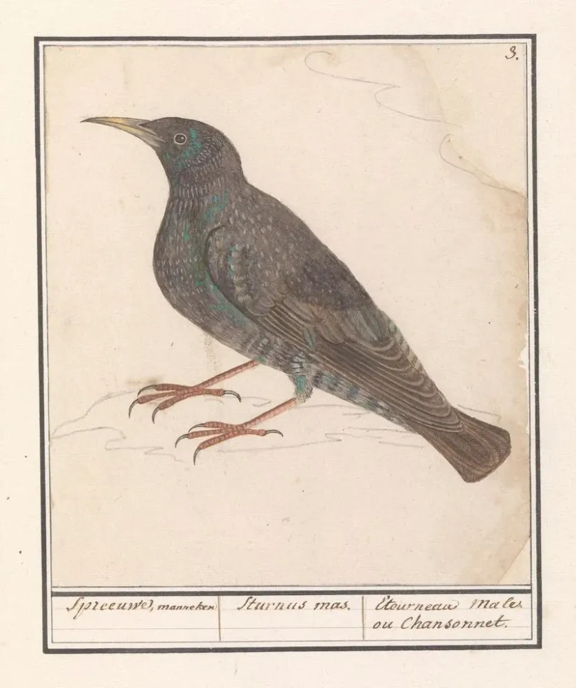 Maalaus Étourneau sansonnet Sturnus vulgaris - Anselmus Botius de Boodt | Taidetuloste