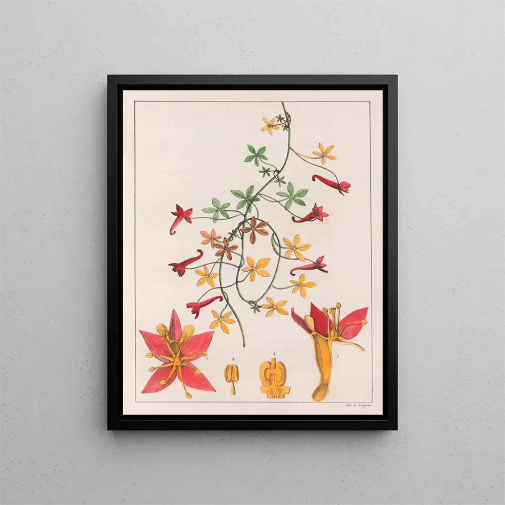 Maalaus Tropaeolum pentaphyllum - Auguste de Saint-Hilaire | Taidetuloste