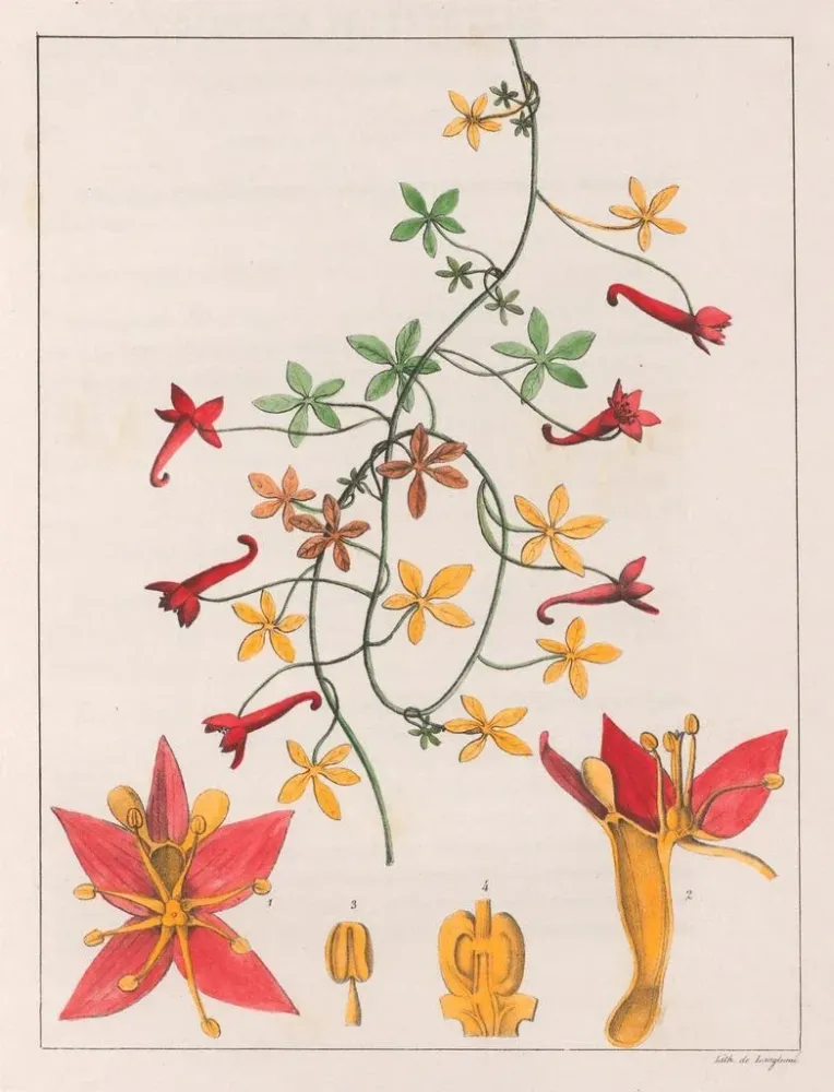 Maalaus Tropaeolum pentaphyllum - Auguste de Saint-Hilaire | Taidetuloste