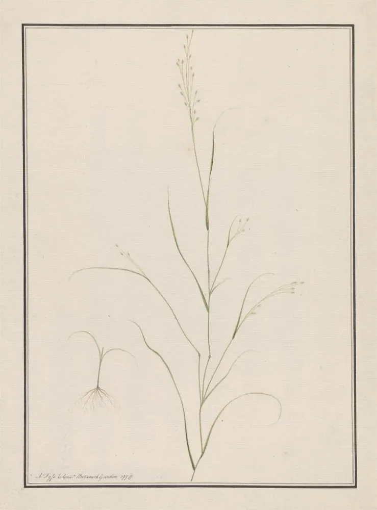 Maalaus Tête d'Eragrostis - Andrew Fyfe | Taidetuloste