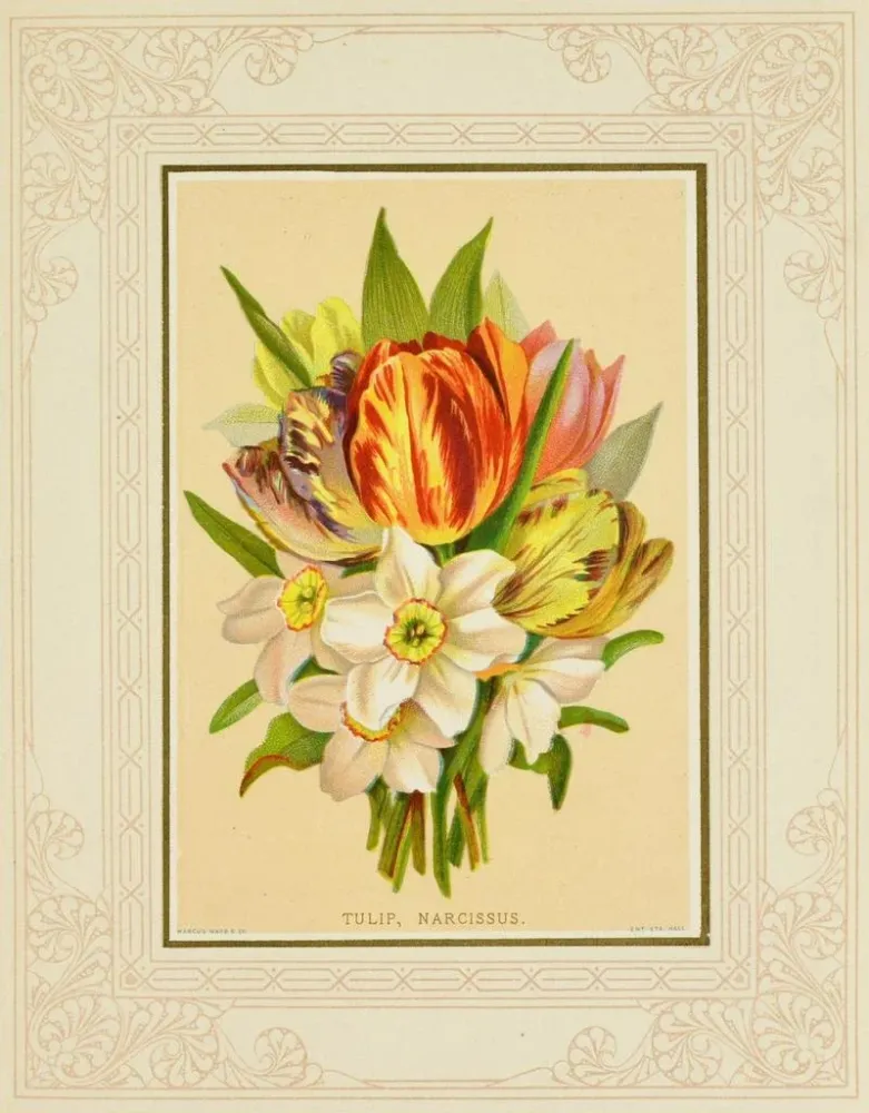 Maalaus Tulipe, narcisse - Marcus Ward & Co. | Taidetuloste