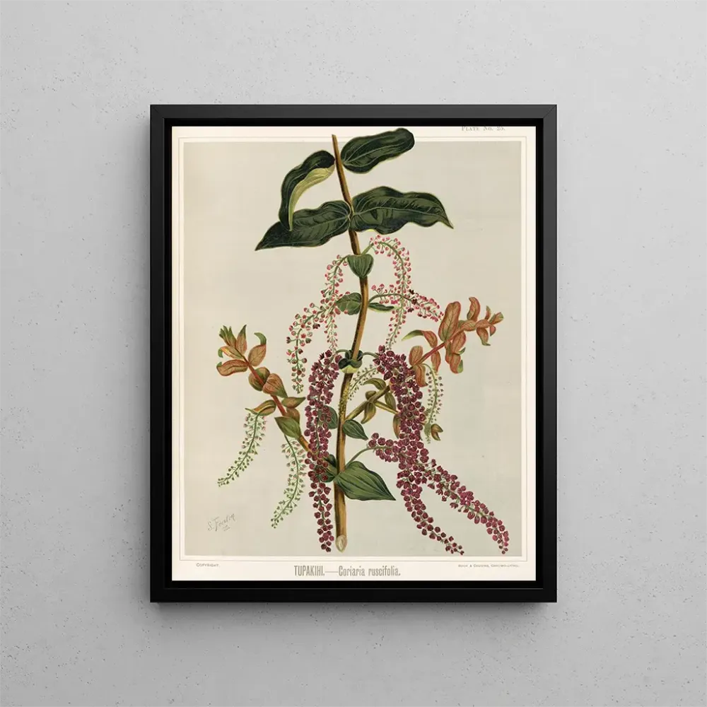 Maalaus Tupakihi Coriaria ruscifolia, Taulukko 25 - Sarah Featon | Taidetuloste