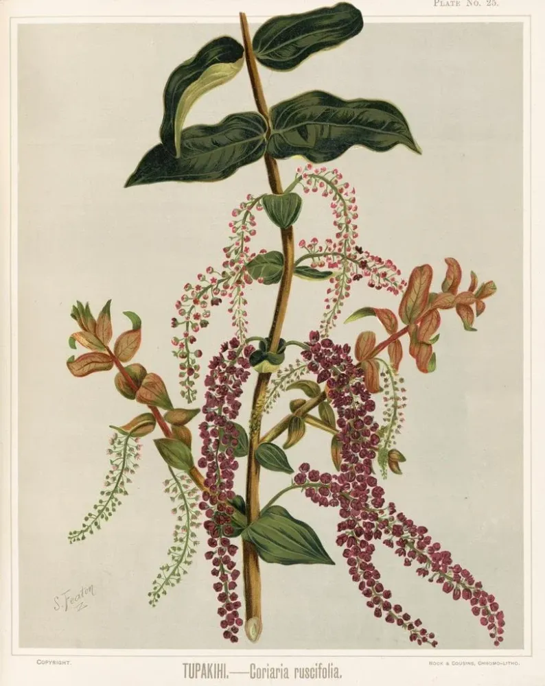 Maalaus Tupakihi Coriaria ruscifolia, Taulukko 25 - Sarah Featon | Taidetuloste