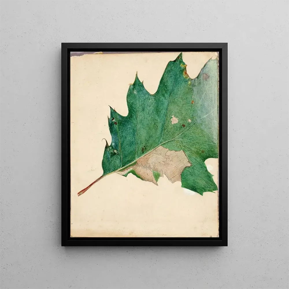 Maalaus tutkimus oligocentra lignicolor Walker -kirjaan Concealing Coloration Animal Kingdom - Abbott Handerson Thayer | T...