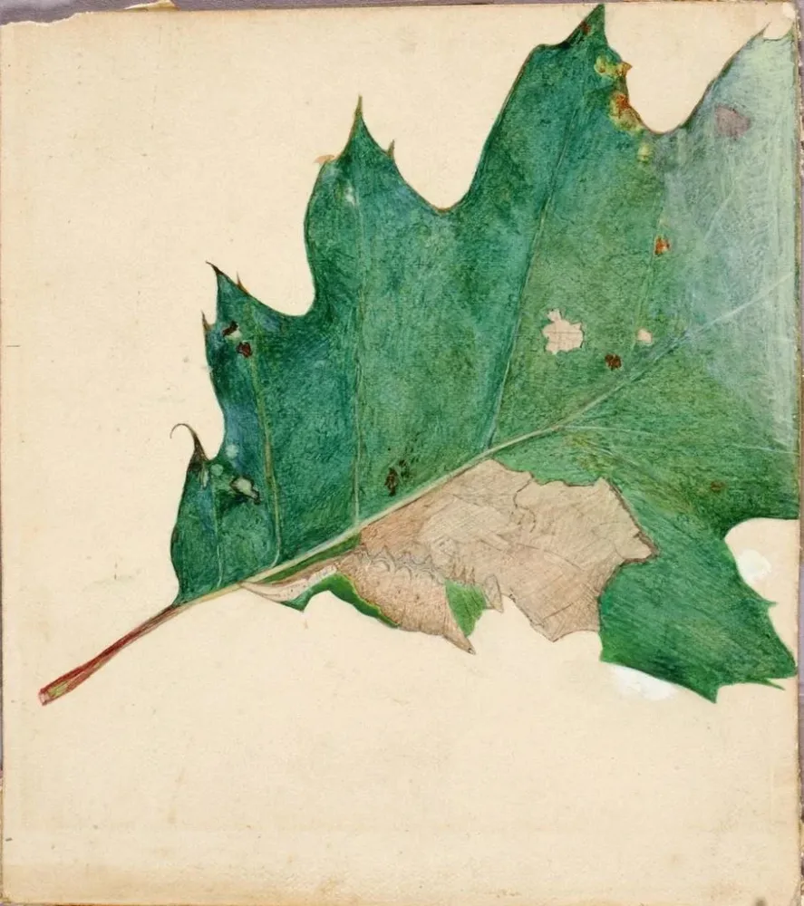 Maalaus tutkimus oligocentra lignicolor Walker -kirjaan Concealing Coloration Animal Kingdom - Abbott Handerson Thayer | T...