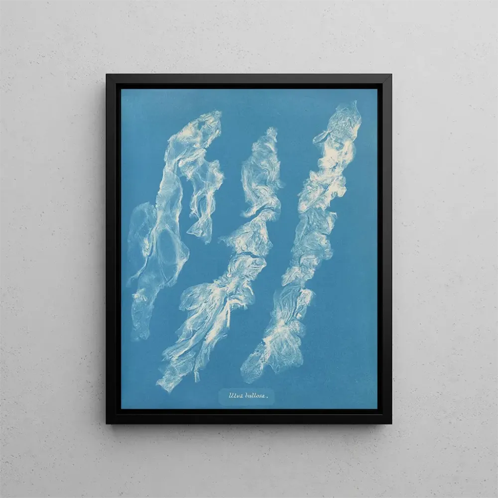 Maalaus Ulva bullosa - Anna Atkins | Taidetuloste